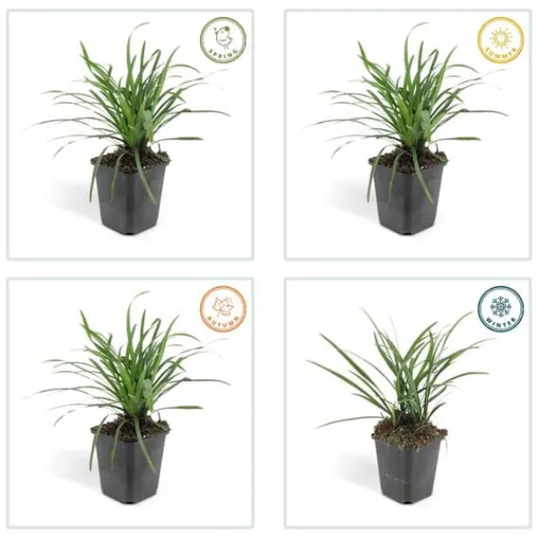 Outlet Klocklilja - Liljegräs - Liriope muscari 'Moneymaker' - 9 cm kruka - Set med 60 växter Trädgårdsväxter