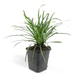 Klockvätter - Liljegräs - Liriope muscari 'Moneymaker' - Kruka 9 cm - Set med 12 växter