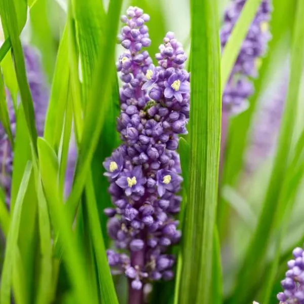 Klockvätter - Liljegräs - Liriope muscari 'Moneymaker' - Kruka 9 cm - Set med 12 växter