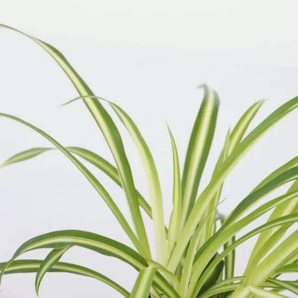 Klorofytum - Chlorophytum comosum 'Atlantic' - Höjd 25-40cm - Pot 12cm