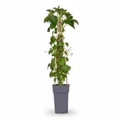 Outlet Klätterhortensia 65 cm i Ø15 cm kruka (3-pack) Trädgårdsväxter