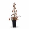 Klätterväxt Parthenocissus 'Veitch Boskoop' 65cm Ø15cm P15 Trädgårdsväxter