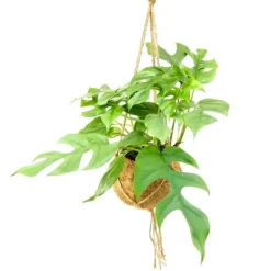 Kokodama - Fönsterblad i XL-kokodama-kärl för hängning - Monstera minima - ca. 17cm