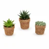Kokopot String Succulent Mix - 3-pack, Ø10cm, Höjd ca 15cm