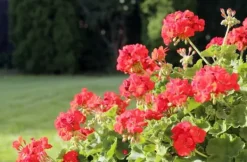 New KRISTALLGÖDNING FÖR PELARGONOR FORTEFOSKA CRYSTAL 250G MYCKET EFFEKTIV Gödningsmedel