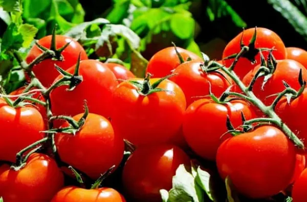 KRISTALLGÖDNINGSMEDEL FÖR TOMATER OCH PAPRIKA FORTEFOSKA KRISTALL 250G EFFEKTIV