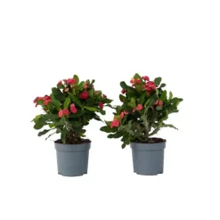 Kristi tornekrone - Set om 2 - Euphorbia 'Milii' - Höjd 25-35cm - ⌀13cm