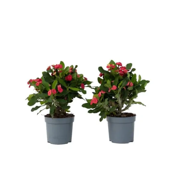 Kristi tornekrone - Set om 2 - Euphorbia 'Milii' - Höjd 25-35cm - ⌀13cm