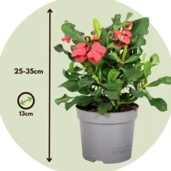 Kristi tornekrone - Set om 2 - Euphorbia 'Milii' - Höjd 25-35cm - ⌀13cm