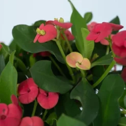Kristi tornekrone - Set om 2 - Euphorbia 'Milii' - Höjd 25-35cm - ⌀13cm