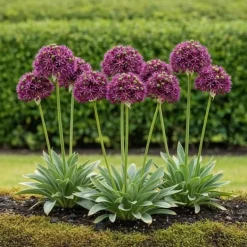 Kärna av exotism blomsterlök - Prydgarlök Allium Miami (15 stycken) diameter 10-11cm