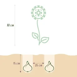 Kärna av exotism blomsterlök - Prydgarlök Allium Miami (15 stycken) diameter 10-11cm