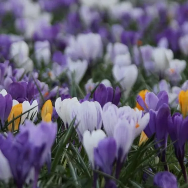 Krokuslökor - Set om 30 - Crocus 'Large Flowering Mix' - Blomlökar - Flerfärgad