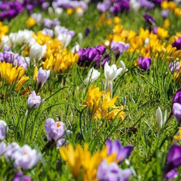 Krokuslökor - Set om 30 - Crocus 'Large Flowering Mix' - Blomlökar - Flerfärgad