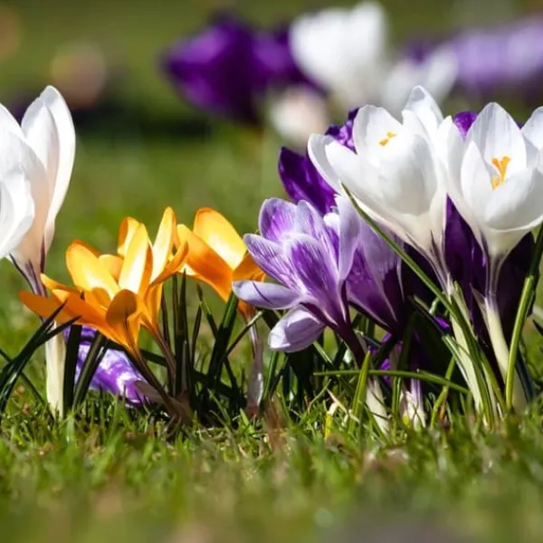 Krokuslökor - Set om 30 - Crocus 'Large Flowering Mix' - Blomlökar - Flerfärgad