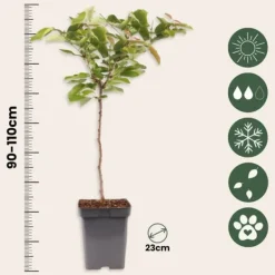 Körsbärsträd - Prunus avium - Sötkörsbär - Höjd 90-110cm - ⌀23cm