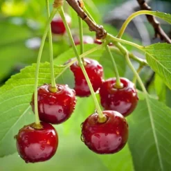 Körsbärsträd - Prunus avium - Sötkörsbär - Höjd 90-110cm - ⌀23cm