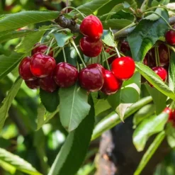 Körsbärsträd - Prunus avium 'Stella' - Sötkörsbär - Höjd 90-110cm - ⌀23cm