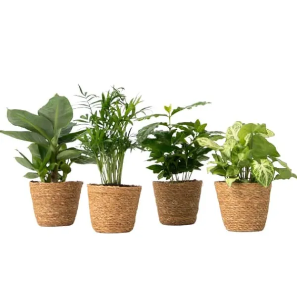 Krukväxtset i dekorativ korg - Set med 4 - Höjd 25-40cm - ⌀12cm
