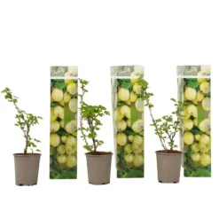 Krusbär - Set om 3 - Ribes uva- crispa - Höjd 25-40cm - ⌀9cm