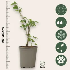 Krusbär - Set om 3 - Ribes uva- crispa - Höjd 25-40cm - ⌀9cm