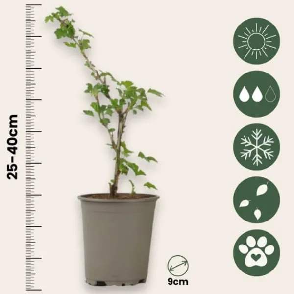 Krusbär - Set om 3 - Ribes uva- crispa - Höjd 25-40cm - ⌀9cm