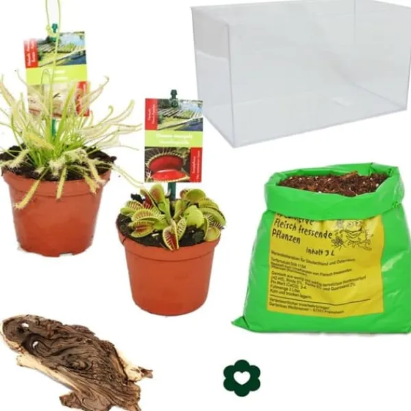 Köttsväxtplantor - Akvarium för egenplantering - liten