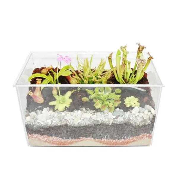 Köttsväxtplantor - Akvarium för egenplantering - liten