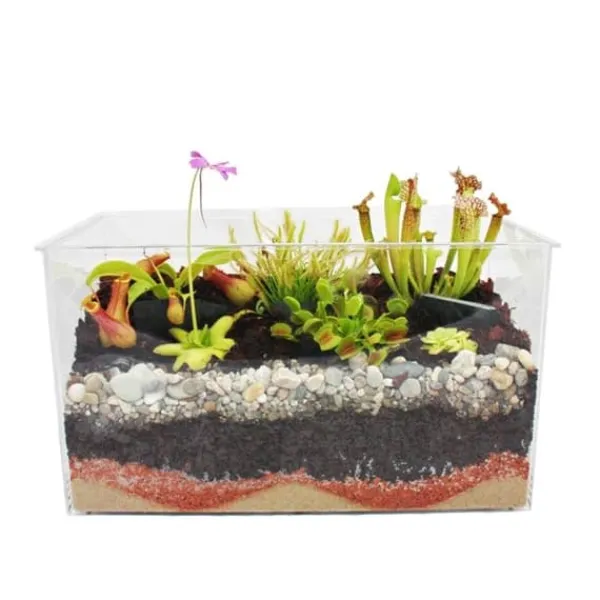 Köttsväxtplantor - Akvarium för egenplantering - liten