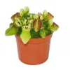 Discount Köttätande växt - dvärgtopp - Cephalotus follicularis - 9 cm kruka - sällsynthet Krukväxter Inomhus