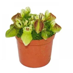 Discount Köttätande växt - dvärgtopp - Cephalotus follicularis - 9 cm kruka - sällsynthet Krukväxter Inomhus