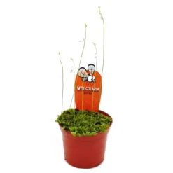Köttätande växt - Vattenrör - Utricularia livida - 9 cm kruka - Sällsynthet