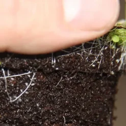 Köttätande växt - Vattenrör - Utricularia livida - 9 cm kruka - Sällsynthet