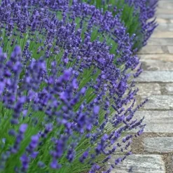 Lavendelbuskar - Set om 36 - Lavandula angustifolia - Höjd 10-15cm - ⌀10,5cm