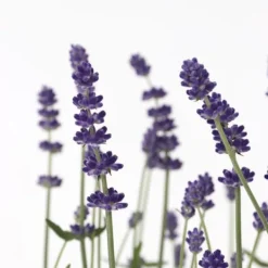 Lavendelbuskar - Set om 6 - Lavandula angustifolia - Höjd 10-15cm - ⌀10,5cm