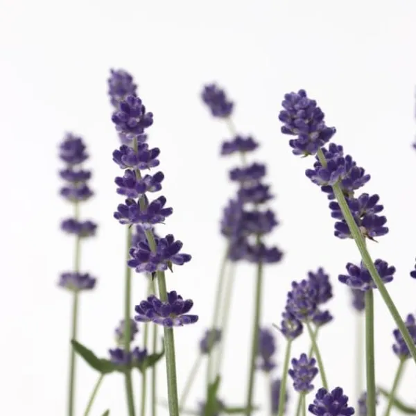 Lavendelbuskar - Set om 6 - Lavandula angustifolia - Höjd 10-15cm - ⌀10,5cm