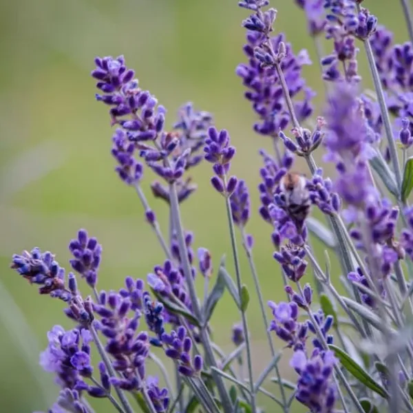 Lavendelbuskar - Set om 6 - Lavandula angustifolia - Höjd 10-15cm - ⌀10,5cm