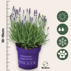 Lavendelträd - Set om 12 - Lavandula angustifolia - Höjd 10-15cm - ⌀10,5cm