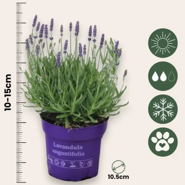 Lavendelträd - Set om 12 - Lavandula angustifolia - Höjd 10-15cm - ⌀10,5cm