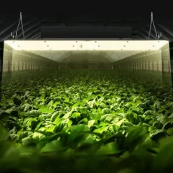 LED V grow light, 300W fullspektrum, dimbar, hög avkastning, Samsung dioder för inomhusodling och växthus.