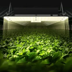 LED Växtlampa, 150W Full Spektrum Dimbar, Högavkastande Samsung 2B1B Dioder för inomhusodling, Fröplantor och Blomning.