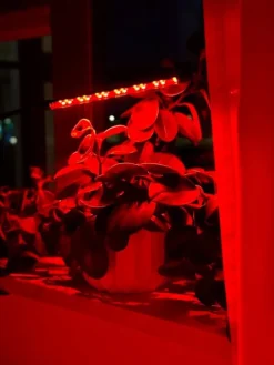 Discount LED-växtlampa 20 dioder TIMER 9 W för hemmaodling utan nätadapter Kit För Växt- & Örtplantering