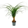 Liten elefantfot - Beaucarnea recurvata - Nolina - inomhusväxt - kruka 12cm - stam