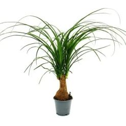 Liten elefantfot - Beaucarnea recurvata - Nolina - inomhusväxt - kruka 12cm - stam