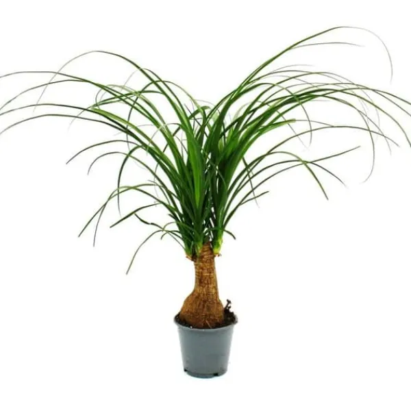 Liten elefantfot - Beaucarnea recurvata - Nolina - inomhusväxt - kruka 12cm - stam