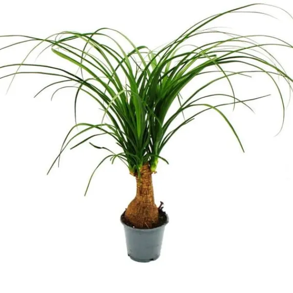 Liten elefantfot - Beaucarnea recurvata - Nolina - inomhusväxt - kruka 12cm - stam