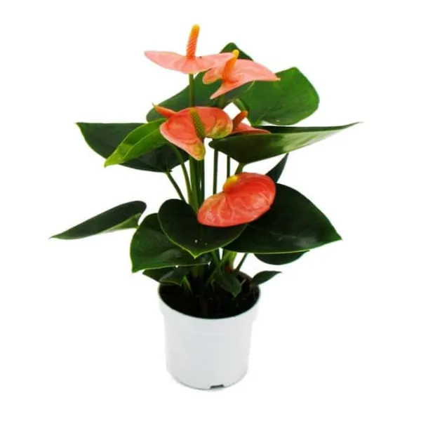 Liten flamingoblomma - Anthurium andreanum - baby anthurium - miniplanta - 7 cm kruka - laxrosa blommor - Spirit