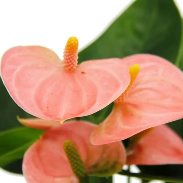 Liten flamingoblomma - Anthurium andreanum - baby anthurium - miniplanta - 7 cm kruka - laxrosa blommor - Spirit