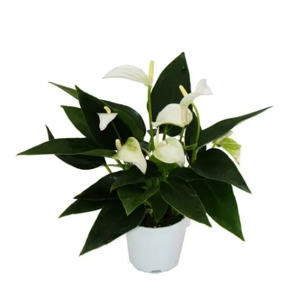Liten flamingoblomma - Anthurium andreanum - baby anthurium - miniväxt - 7 cm kruka - vita blommor - White Champion