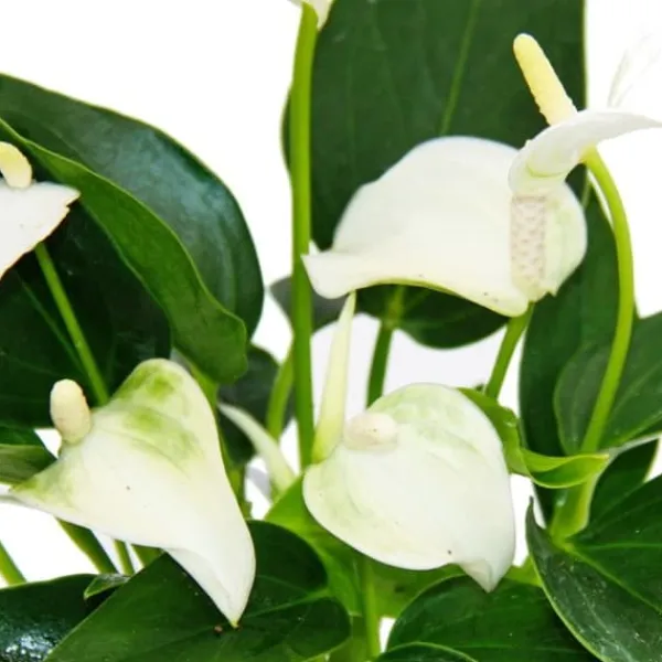 Liten flamingoblomma - Anthurium andreanum - baby anthurium - miniväxt - 7 cm kruka - vita blommor - White Champion